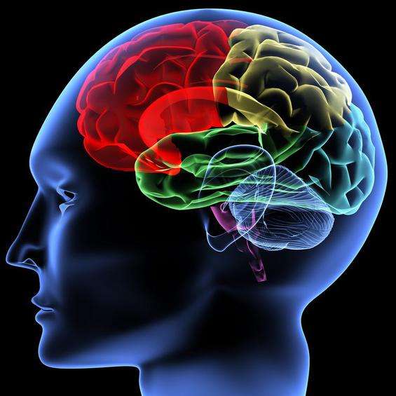 ΕΡΕΥΝΑ: Οι «κομπάρσοι» του εγκεφάλου παίζουν πρωταγωνιστικό ρόλο σε Αλτσχάιμερ και άνοια